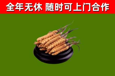 澄迈回收冬虫夏草